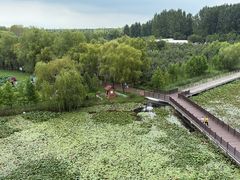 -滕州微山湖红荷湿地景区
