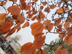 -国家图书馆·古籍馆