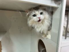 -十月米努特矮脚猫舍