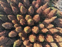 -黄海国家森林公园