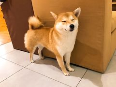 -柴务处·柴犬主题狗咖