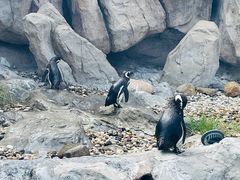 -上海野生动物园