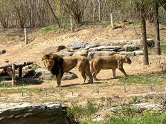 -北京野生动物园