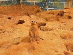 -贵州森林野生动物园