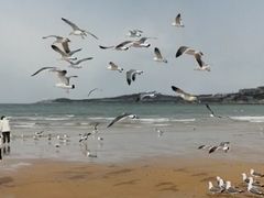 -金海滩海水浴场