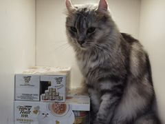 -李小姐の猫咖啡馆(五角场店)