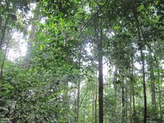 -武吉知马自然保护区