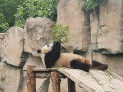 -上海野生动物园