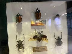 -上海昆虫博物馆