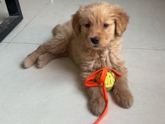 -米苏动物医院·犬猫专科·骨科外科内窥镜