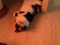 -艾吉宠物医院·疑难杂症转诊中心·猫友好(碧江路院)