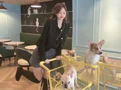 -遇见羊驼·奶狗咖·布偶猫咖·法斗柯基柴犬阿拉斯加(春熙路太古里IFS店)