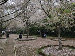 -武汉大学-樱园