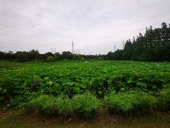 -上海长兴岛郊野公园