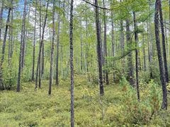 -莫尔道嘎国家森林公园