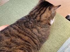 -御宝贝·A梦猫科宠物医院(国际猫友好医院)