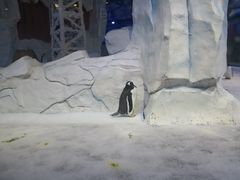 -芜湖新华联大白鲸海洋公园