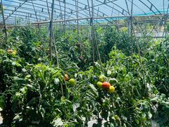 -甜心庄园·甜心草莓采摘园(西青中北店)