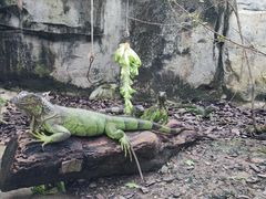 -广州长隆飞鸟乐园