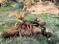 -国家自然博物馆