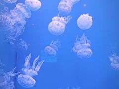 -福州罗源湾海洋世界旅游区