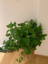 点击看大图 -Dr.林醫生产后修复·配方产康店(南京大厂店)
