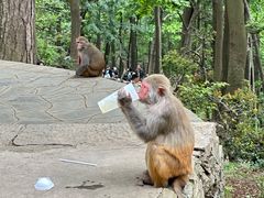 -黔灵山公园