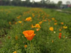 -杭州湾海上花田景区