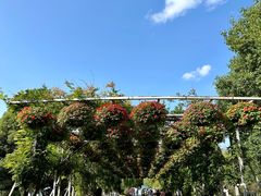 -上海滨江森林公园