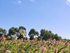 -春花秋色城市公园