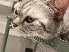 -猫儿山۰猫主题餐厅