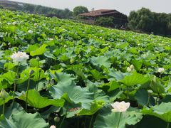 -荷塘月色湿地公园·向阳花洲