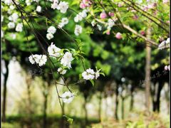 DSC01479-重庆彩云湖湿地公园