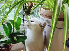 -猫十亿·布偶金渐层·曼基康矮脚猫舍(青年路店)