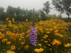 -永定河休闲森林公园