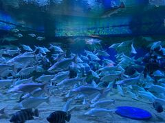 -成都浩海立方海洋公园