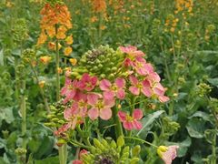 -中国天府农业博览园