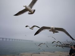-星海湾跨海大桥