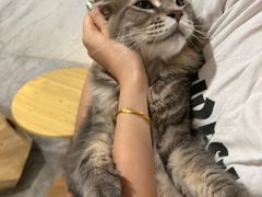 -楼上猫咖(罗湖店)