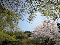 -醍醐寺