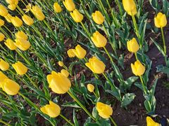 -大宁郁金香公园-停车场