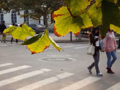 iphone_upload_pic-八大关景区