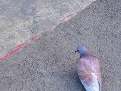 -瓦洛洛传统市场