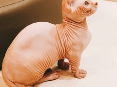 -飞行喵MR PILOT|猫舍·猫咖(静安大融城店)