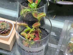 -双季花艺园艺市场(浦东店)