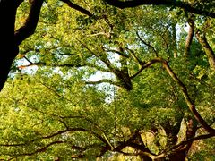 -上海共青森林公园