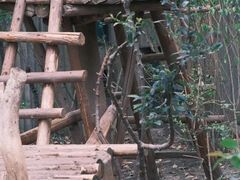 -成都大熊猫繁育研究基地