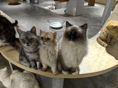 -more than meow吴止猫主题餐厅(承德 中船汇店)