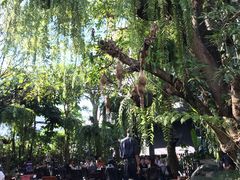 -Fern Forest Cafe