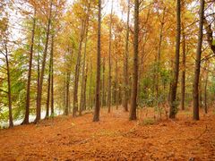 -上海海湾国家森林公园